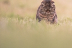 naturfotografie_katze_2016_andreas_raeber (1 von 1)