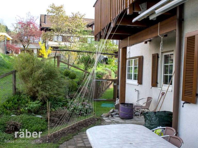 Die Grundlage steht, die Bohnen können zum natürlichen und temporären Gartensichtschutz wachsen