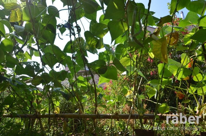 Stangenbohnen: ein etwas anderer Gartensichtschutz