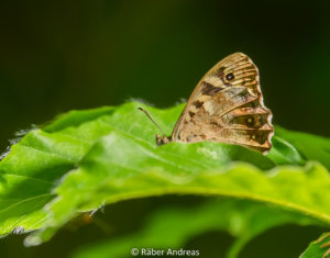 Schmetterling, Wald Bäretswil 2017