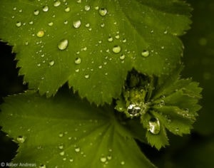 Naturfotografie: Thema Wasser, Regentropfen