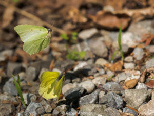 2 Schmetterlinge am Starten, Wald Adetswil, 2017