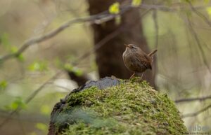 Naturfotografie: Zaunkönig entdeckt im Wald von Bäretswil